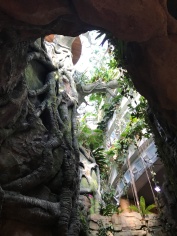 Entering the rainforest...