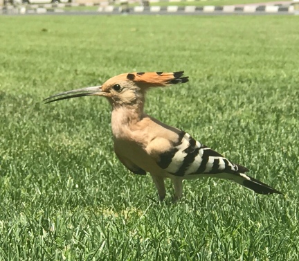 The adorable Eurasian Hoopae (so called because it "hoop hoops") at Dubai's Int'l Financial Center lawn.