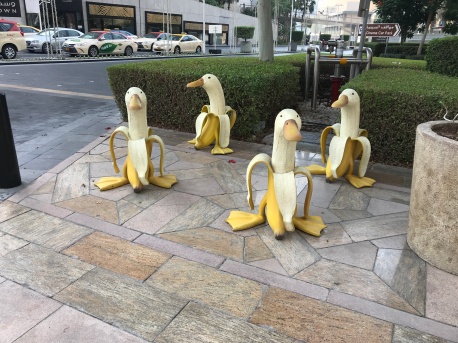 Dubai's Banana Ducks just being banana ducks.